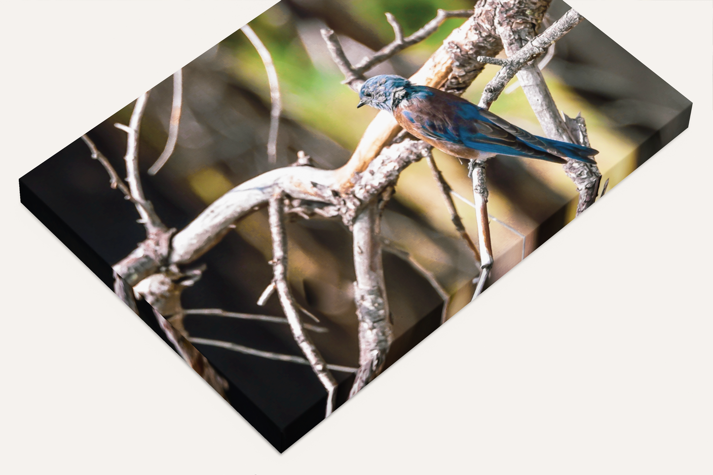 Nature bird travel photography canvas print