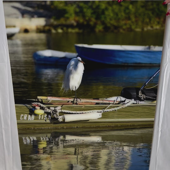 Nature bird on the water and boat photography acrylic print video preview